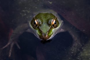 Try our new game: Hungry Frog VR