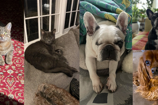 York & Chapel’s Pet Project