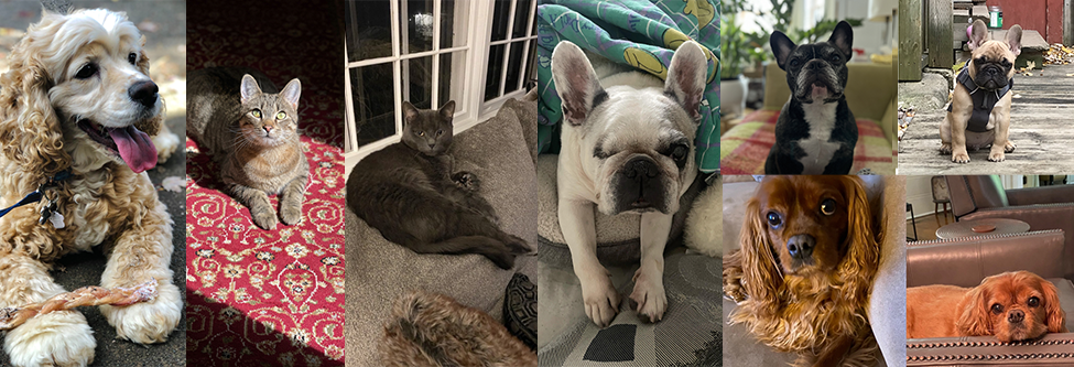 York & Chapel’s Pet Project